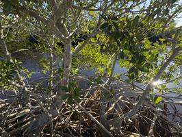 rosen-park-mangroves