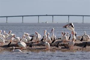 birds-on-small-island-with-bridge