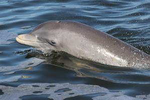 dolphin-head-up-close