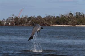 dolphin-jumping