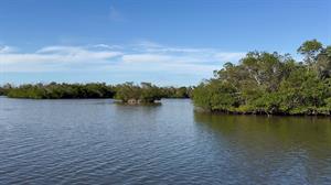 mangrove-forest-boat-ride