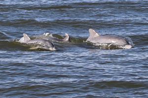 pack-of-dolphins-swimming