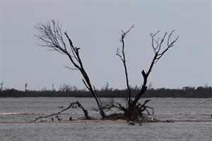 tree-in-water