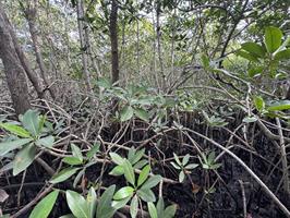 four-mile-cove-ecological-preserve-trees