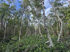 four-mile-cove-ecological-preserve-trees-on-path