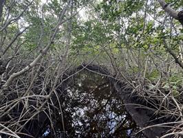 four-mile-cove-ecological-preserve-waterway