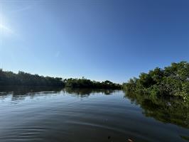 in-mangroves-at-sirenia-vista