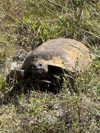 yellow-fever-creek-preserve-tortoise