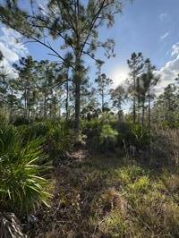 yellow-fever-creek-preserve-trees-and-sun