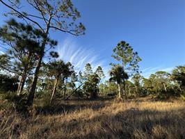 Yellow Fever Creek Preserve