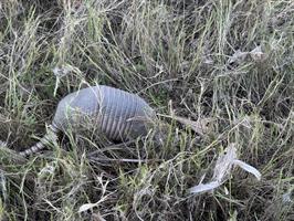 armadillo-at-charlotte-harbor-preserve-state-park