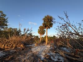 palm-tress-at-end-of-charlotte-harbor-preserve-state-park