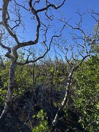 glover-bight-trail-trees