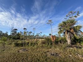 joe-coviello-park-trees-3