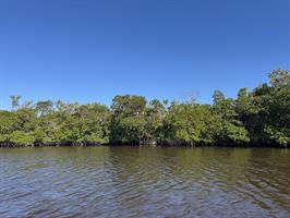  mangroves-in-jewfish-creek-2 