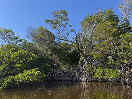 mangroves-in-jewfish-creek-3