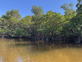 mangroves-in-jewfish-creek